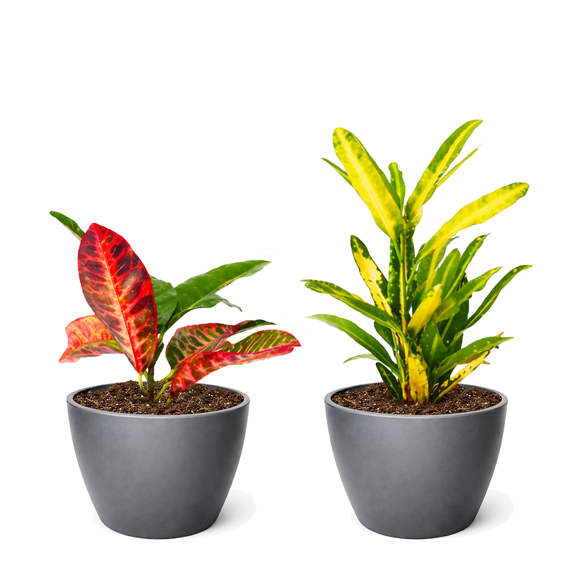 2-Pack Croton Variety Bundle for sale, 4" Live Croton Colorful Foliage Houseplant, Random Assorted Colorful Mix, easy care tropicals, home office plants