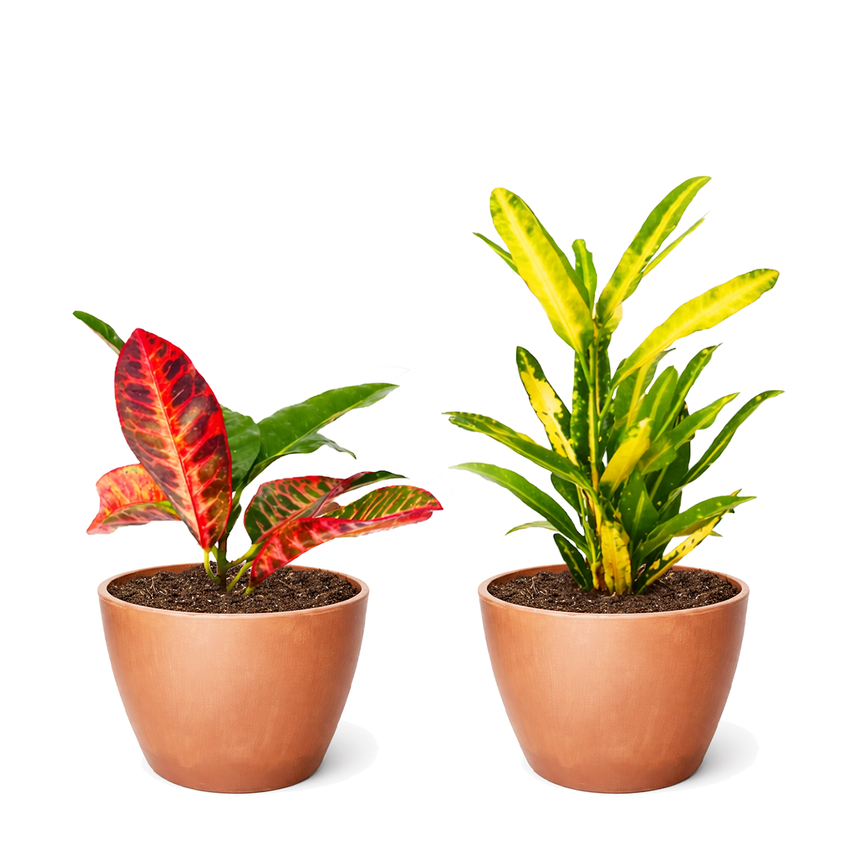 2-Pack Croton Variety Bundle for sale, 4" Live Croton Colorful Foliage Houseplant, Random Assorted Colorful Mix, easy care tropicals, home office plants