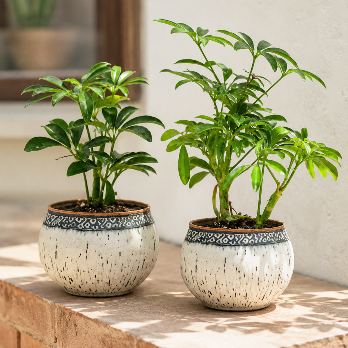 2 different Schefflera plants variety pack, Schefflera houseplant collection, assorted umbrella plants in 4 inch pots, live tropical foliage plant bundle, dwarf umbrella tree assortment, indoor houseplant variety pack, air purifying tropical plants