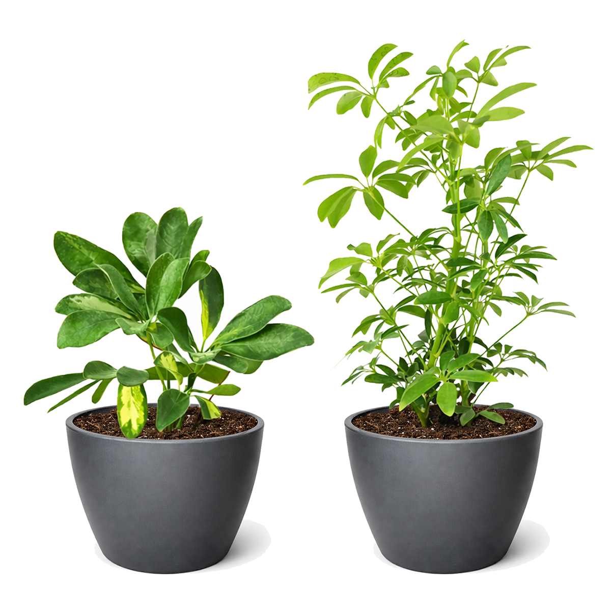 Schefflera variety pack, live umbrella plant, Dwarf Schefflera Arboricola, variegated indoor plants, 4 inch houseplant bundle, easy care office plants, Schefflera 2-pack