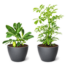 Schefflera variety pack, live umbrella plant, Dwarf Schefflera Arboricola, variegated indoor plants, 4 inch houseplant bundle, easy care office plants, Schefflera 2-pack