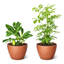 Schefflera variety pack, live umbrella plant, Dwarf Schefflera Arboricola, variegated indoor plants, 4 inch houseplant bundle, easy care office plants, Schefflera 2-pack