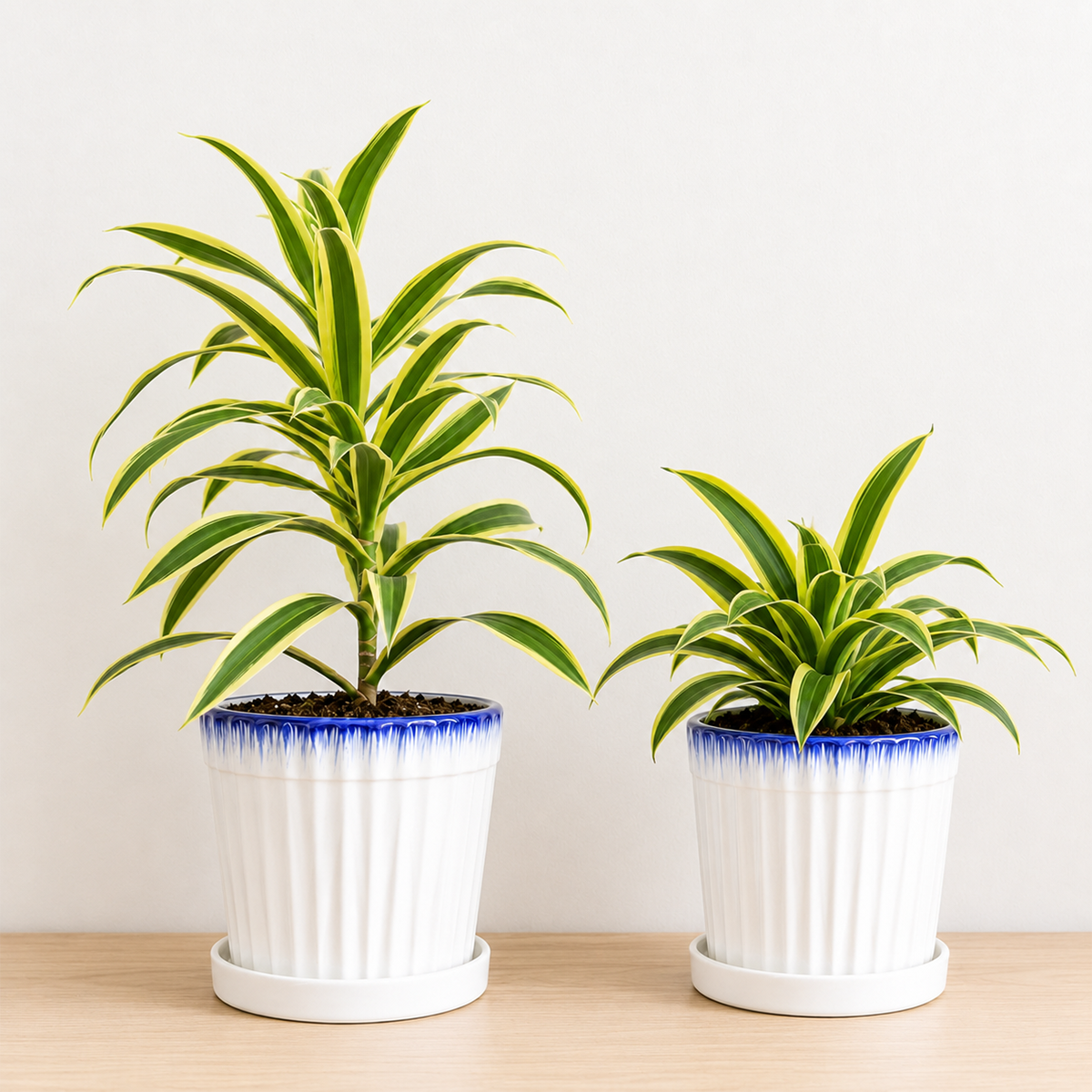 Buy 2 Dracaena Variety Pack - 4" Pot online. The 2 Dracaena Variety Pack includes two beautiful Dracaena plants selected for their attractive foliage and easy-care nature. These hardy houseplants thrive in bright, indirect light and adapt well to a variety of indoor environments with minimal maintenance. This plant bundle is perfect for homes, offices, or anyone looking to add lush greenery to their indoor space.