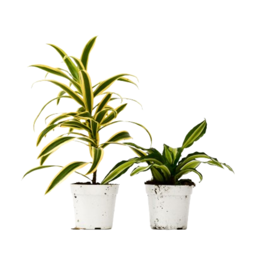 buy 2 dracaena variety pack - 4" pot live houseplant default title online, upright architectural tropical foliage, sword-shaped variegated green leaves, slow-growing low-light tolerant stems, easy care air-purifying houseplant, bold statement plant for modern living rooms or office desks, makes a thoughtful and lasting housewarming gift