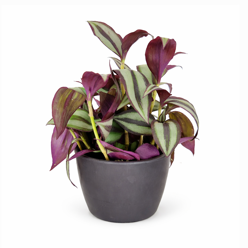 How to care for Tradescantia Zebrina, the most colorful trailing houseplant, bright light houseplant, variegated foliage