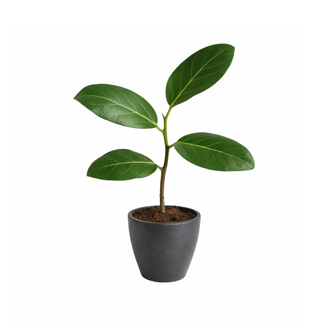 4 inch Ficus 'Audrey' in white ceramic decorative pot, easy to grow indoor plants, Ficus 'Audrey' for sale
