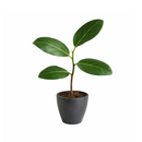 4 inch Ficus 'Audrey' in white ceramic decorative pot, easy to grow indoor plants, Ficus 'Audrey' for sale