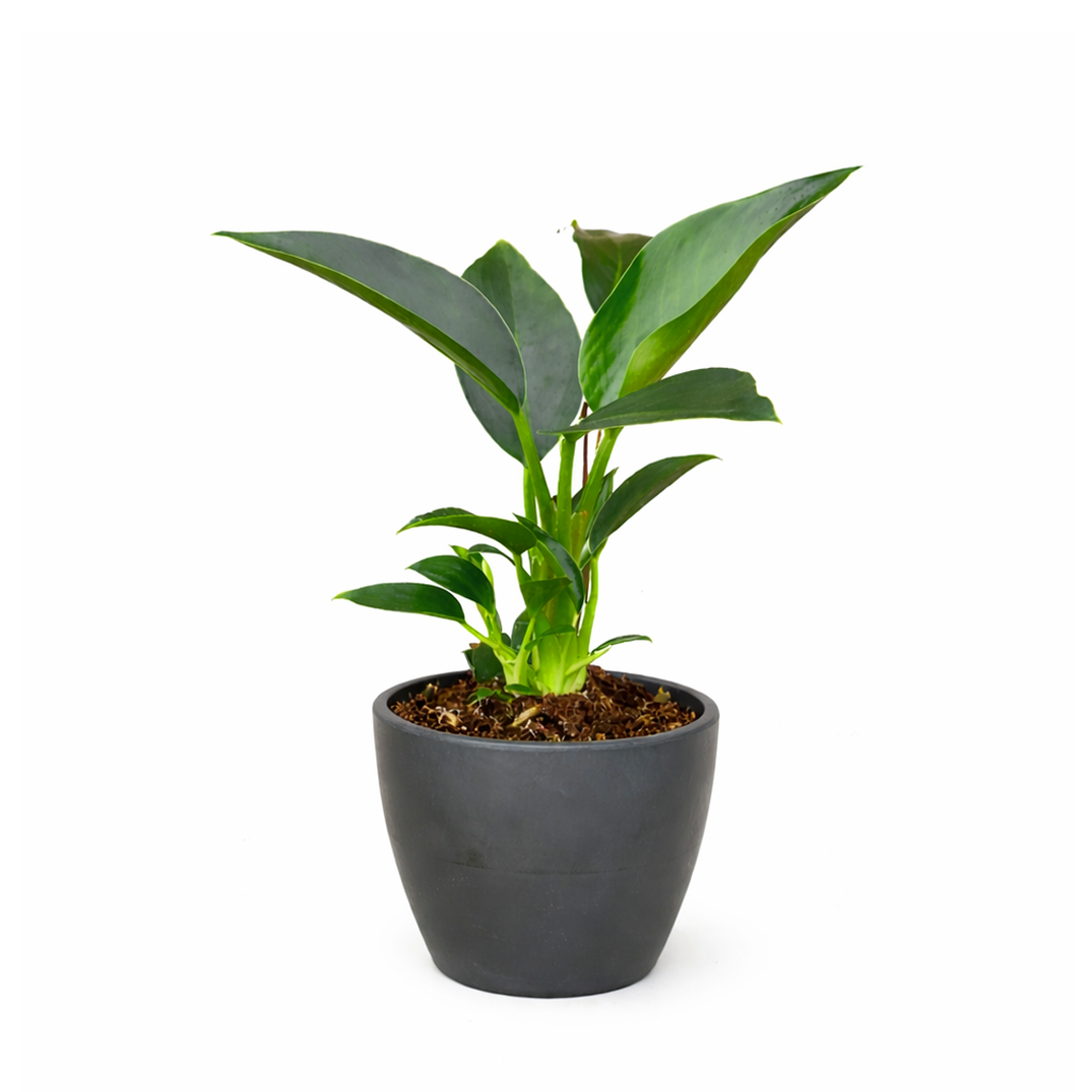 Philodendron Congo Green 6 inch for sale online, Rare foliage plant for home office decor, Fast-growing plant with a striking glossy heart-shaped foliage