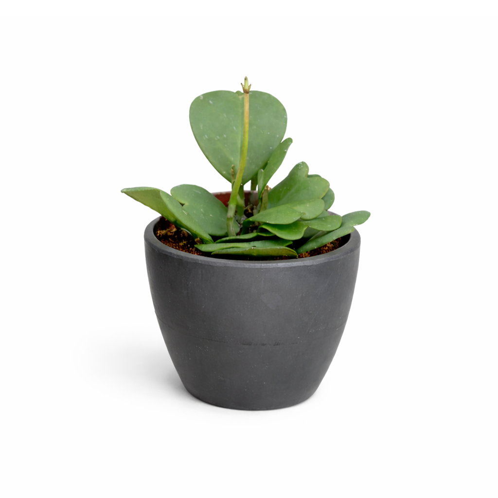 Hoya Heart care guide, Hoya Heart for sale, Hoya heart near me, Hoya Kerrii, Hoya Kerrii Heart, Sweetheart Hoya, Valentine plants, Heart-shaped plants, types of houseplants, low light houseplants, easy to grow houseplants