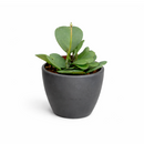 Hoya Heart care guide, Hoya Heart for sale, Hoya heart near me, Hoya Kerrii, Hoya Kerrii Heart, Sweetheart Hoya, Valentine plants, Heart-shaped plants, types of houseplants, low light houseplants, easy to grow houseplants