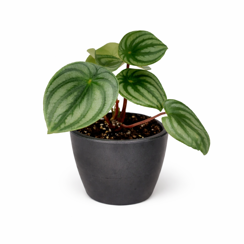 houseplant for sale, easy to care houseplant for home and office decoration, Peperomia Watermelon for sale