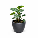 Farfugium japonicum ‘Firefly’ Leopard Plant with Spotted Foliage 6in Grower Pot, Indoor Leopard Plant Live for Gifting