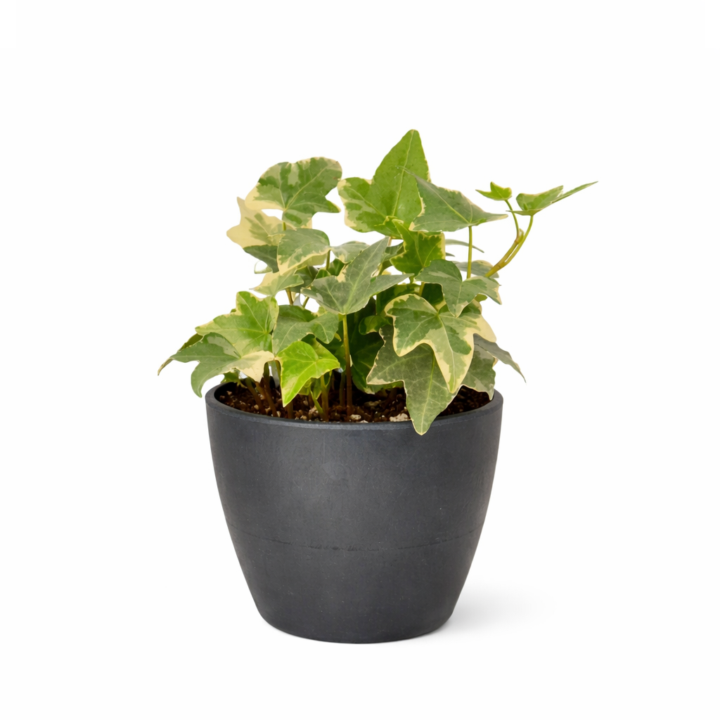 Ivy Kolibre, Hedera helix Kolibri, English Ivy Kolibre, ivy plant, kolibre ivy, ivy plant care, ivy plant for sale, Ivy Kolibre care, Ivy Kolibre near me, trailing houseplants, best trailing plants, indoor trailing houseplant, ivy plant décor ideas, ivy plant gift ideas, Kolibre ivy care