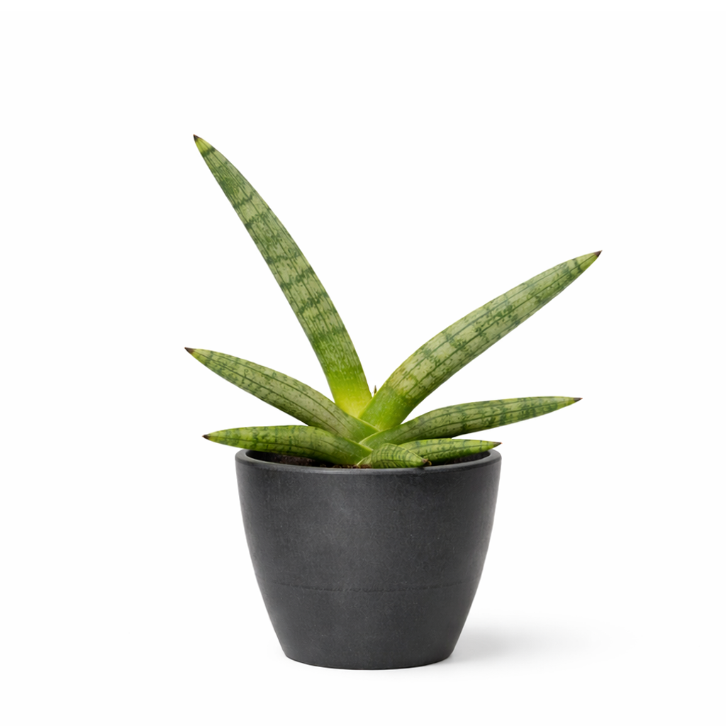 snake plants near me, Sansevieria Starfish in california, best soil for snake plants, buy snake plants online, snake plants for sale near me, online plant nursery california