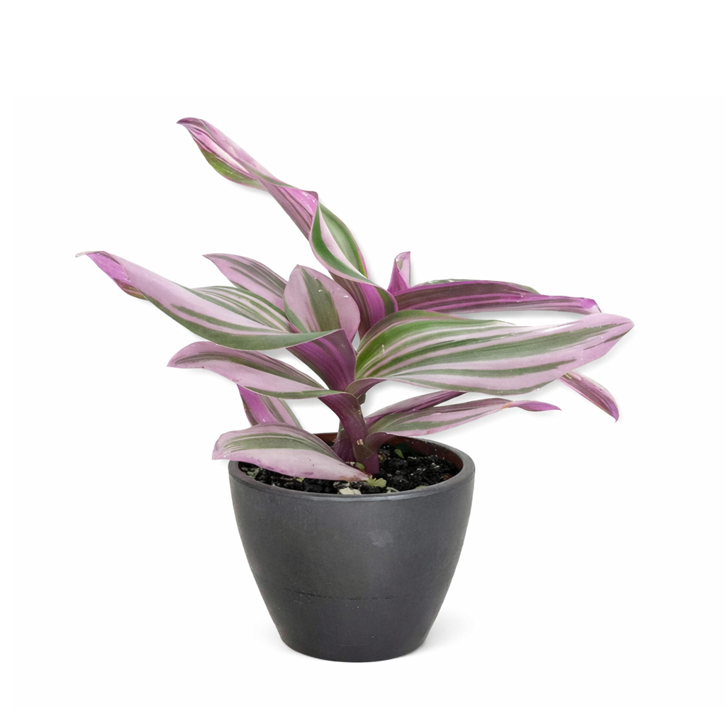 best place to buy plants near me, Tradescantia Nanouk, most beautiful houseplants, colorful houseplants, pink and purple foliage houseplants, bright light plants
