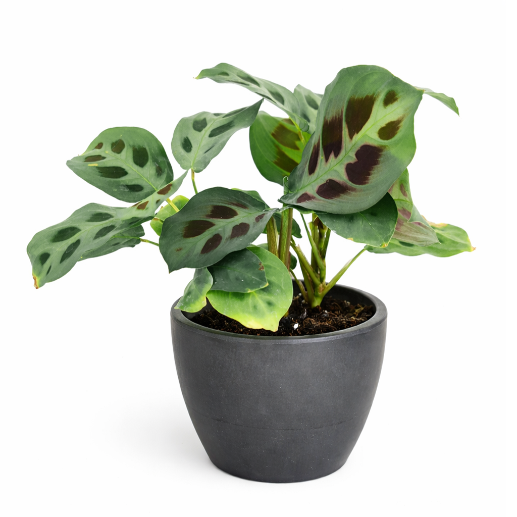 Maranta Green Prayer Plant, Rabbit Tracks for sale online, Easy to grow houseplants, Types of Colorful Foliage Plants, indoor houseplant, colorful foliage houseplant