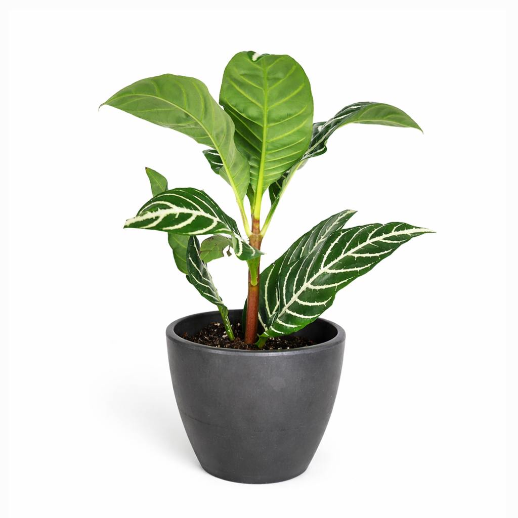 zebra plant indoor or outdoor Aphelandra Zebra Plant - Aphelandra Squarrosa