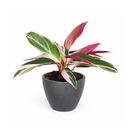 calathea triostar, calathea stromanthe triostar, stromanthe sanguinea triostar, stromanthe sanguinea triostar near me, stromanthe sanguinea triostar for sale, stromanthe sanguinea triostar in ca, tropical indoor plant, pink tropical plant