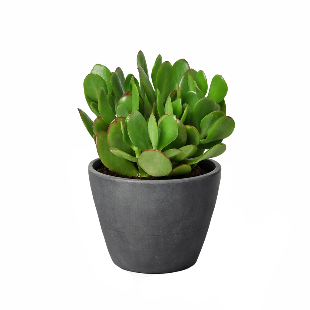 Crassula Ovata Obliqua Jade Plant in black plastic pot, Crassula Ovata Obliqua Jade Plant for sale, buy Crassula Ovata Obliqua Jade Plant online