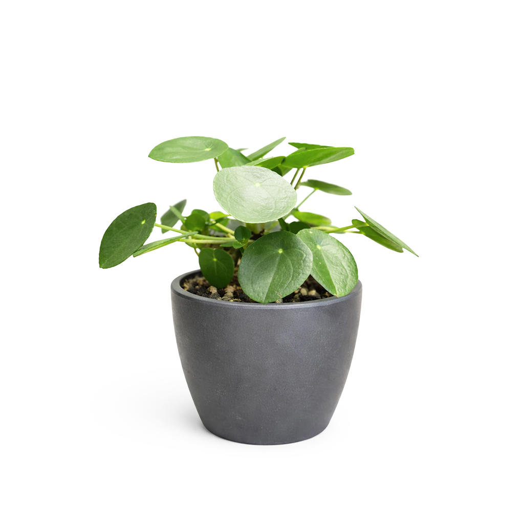 home money plant Pilea Peperomioides 'Chinese Money', Feng Shui Houseplant for Your Home