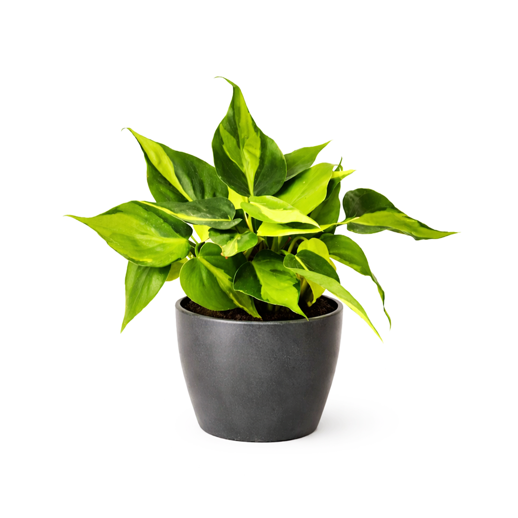 is philodendron money plant Philodendron Cordatum Brasil - Colorful Foliage Air-purifying Plant