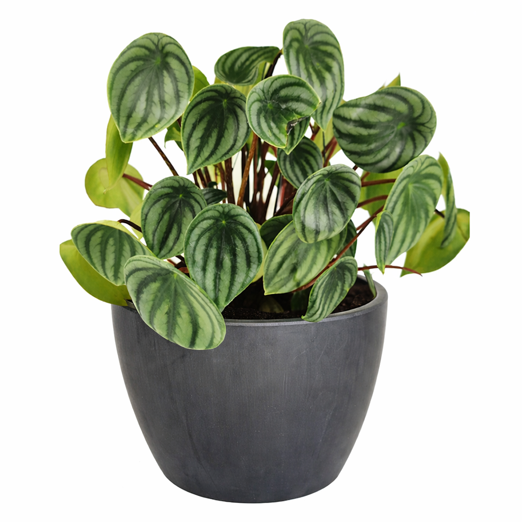houseplant for sale, easy to care houseplant for home and office decoration, Peperomia Watermelon for sale