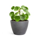 Pilea peperomioides, Chinese Money Plant, perennial herb plant, unique foliage houseplant, easy to care for plants for beginners