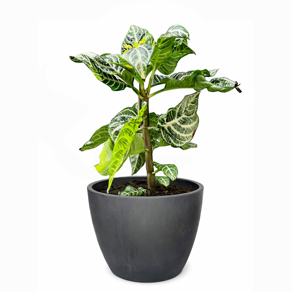 zebra plant indoor or outdoor Aphelandra Zebra Plant - Aphelandra Squarrosa