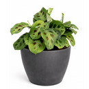 Maranta Green Prayer Plant, Rabbit Tracks for sale online, Easy to grow houseplants, Types of Colorful Foliage Plants, indoor houseplant, colorful foliage houseplant