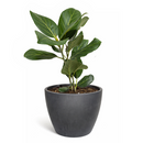 4 inch Ficus 'Audrey' in white ceramic decorative pot, easy to grow indoor plants, Ficus 'Audrey' for sale