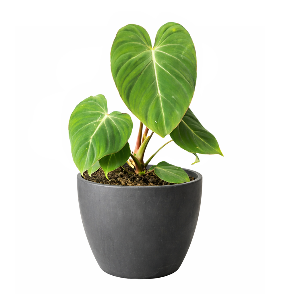 philodendron gloriosum plant care Philodendron Gloriosum Heart-shaped Leaves, Easy Care Indoor Plants