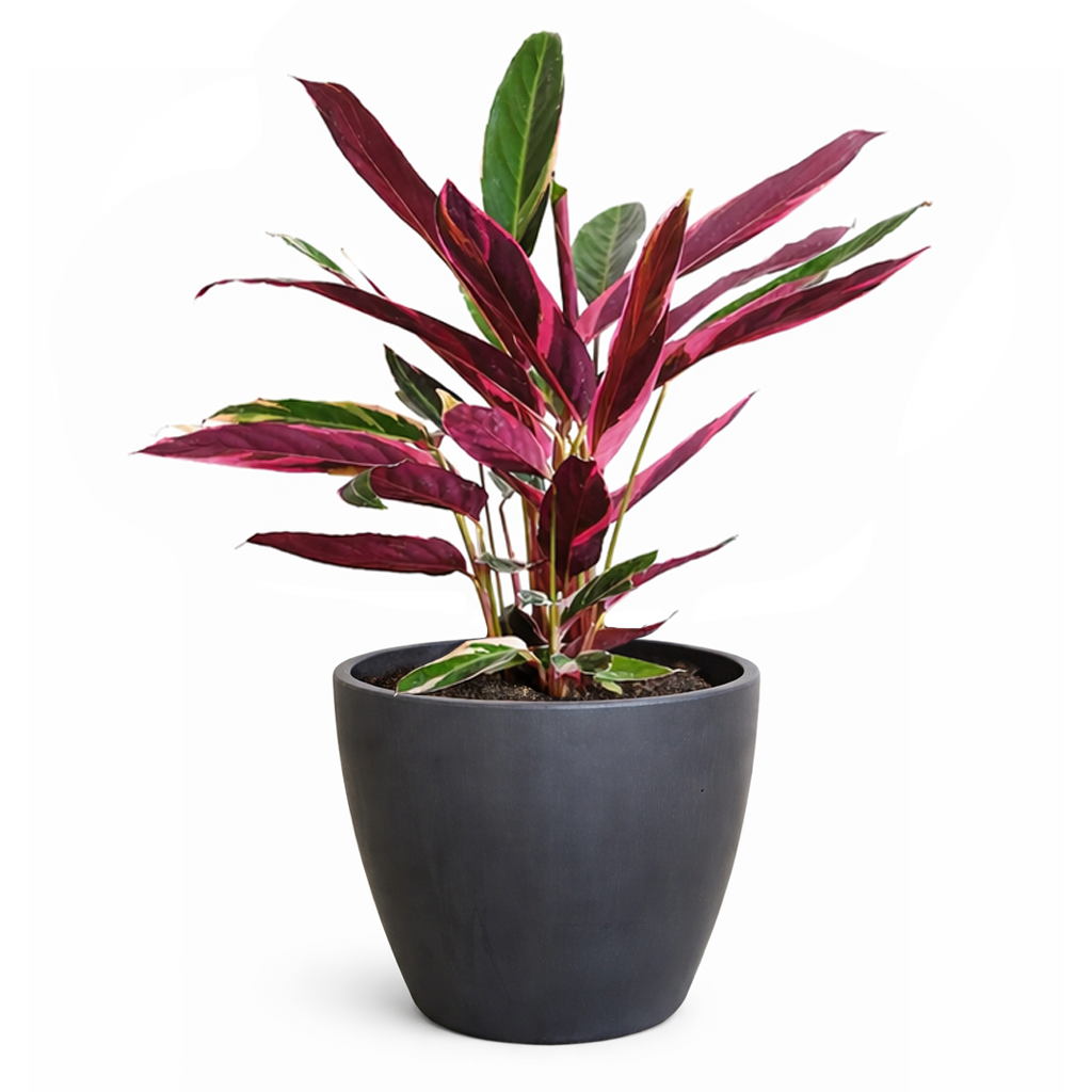 calathea triostar, calathea stromanthe triostar, stromanthe sanguinea triostar, stromanthe sanguinea triostar near me, stromanthe sanguinea triostar for sale, stromanthe sanguinea triostar in ca, tropical indoor plant, pink tropical plant