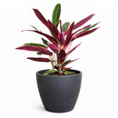 calathea triostar, calathea stromanthe triostar, stromanthe sanguinea triostar, stromanthe sanguinea triostar near me, stromanthe sanguinea triostar for sale, stromanthe sanguinea triostar in ca, tropical indoor plant, pink tropical plant