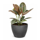 Ficus Elastica Ruby Pink Rubber Tree Delivery, Easy to care houseplant for beginner, Best Feng Shui Plants for your home office, how to care for ficus houseplant, colorful indoor houseplant for sale