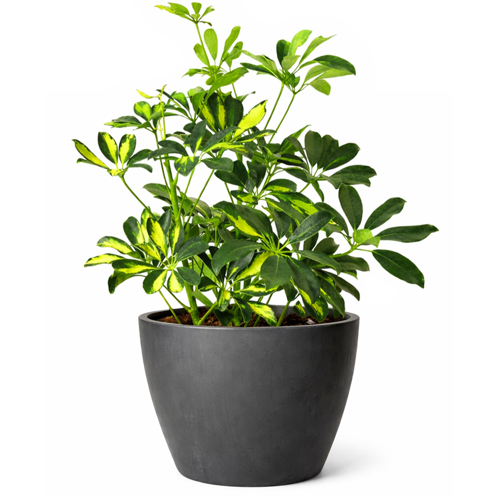 Variegated Schefflera Arboricola Dwarf Umbrella Tree Live Plant, Easy Care Indoor Tropical Plant, Air purifying variegated plants
