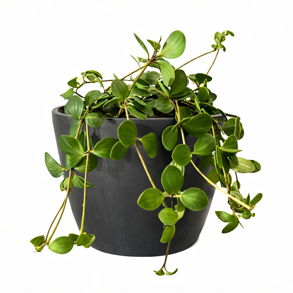  Peperomia Hope care guide, medium-light houseplant, houseplant for hanging baskets, light and watering requirement for Peperomia Hope