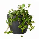  Peperomia Hope care guide, medium-light houseplant, houseplant for hanging baskets, light and watering requirement for Peperomia Hope