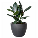 Buy Burgundy Rubber Plant Ficus Elastica in Pot, ficus plant, ficus indoor plant, ficus plant types, ficus plant for sale, ficus rubber plant care, plant with black leaves, black leaf indoor plant