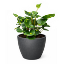 Farfugium japonicum ‘Firefly’ Leopard Plant with Spotted Foliage 6in Grower Pot, Indoor Leopard Plant Live for Gifting