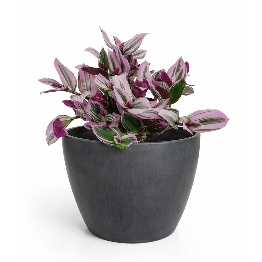 best place to buy plants near me, Tradescantia Nanouk, most beautiful houseplants, colorful houseplants, pink and purple foliage houseplants, bright light plants