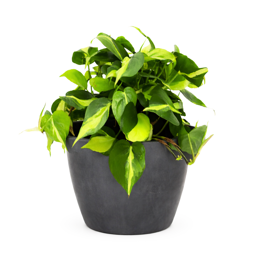 Philodendron Cordatum Brasil, philodendron cordatum heartleaf, Philodendron Cordatum Brasil for sale, best place to buy house plants online