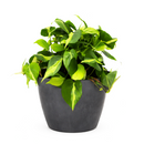Philodendron Cordatum Brasil, philodendron cordatum heartleaf, Philodendron Cordatum Brasil for sale, best place to buy house plants online