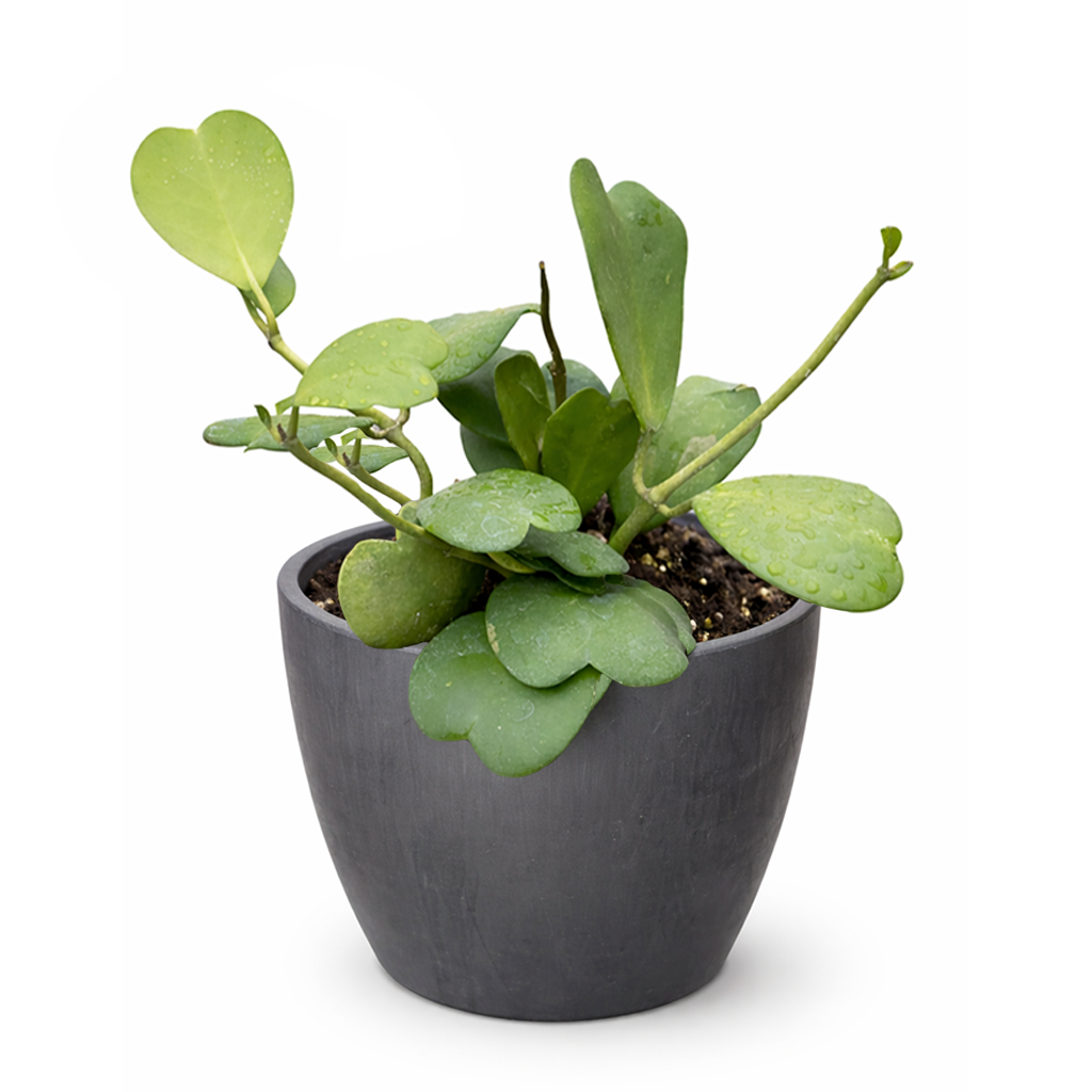 Hoya Heart care guide, Hoya Heart for sale, Hoya heart near me, Hoya Kerrii, Hoya Kerrii Heart, Sweetheart Hoya, Valentine plants, Heart-shaped plants, types of houseplants, low light houseplants, easy to grow houseplants