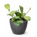 Hoya Heart care guide, Hoya Heart for sale, Hoya heart near me, Hoya Kerrii, Hoya Kerrii Heart, Sweetheart Hoya, Valentine plants, Heart-shaped plants, types of houseplants, low light houseplants, easy to grow houseplants