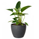 Philodendron Congo Green 6 inch for sale online, Rare foliage plant for home office decor, Fast-growing plant with a striking glossy heart-shaped foliage