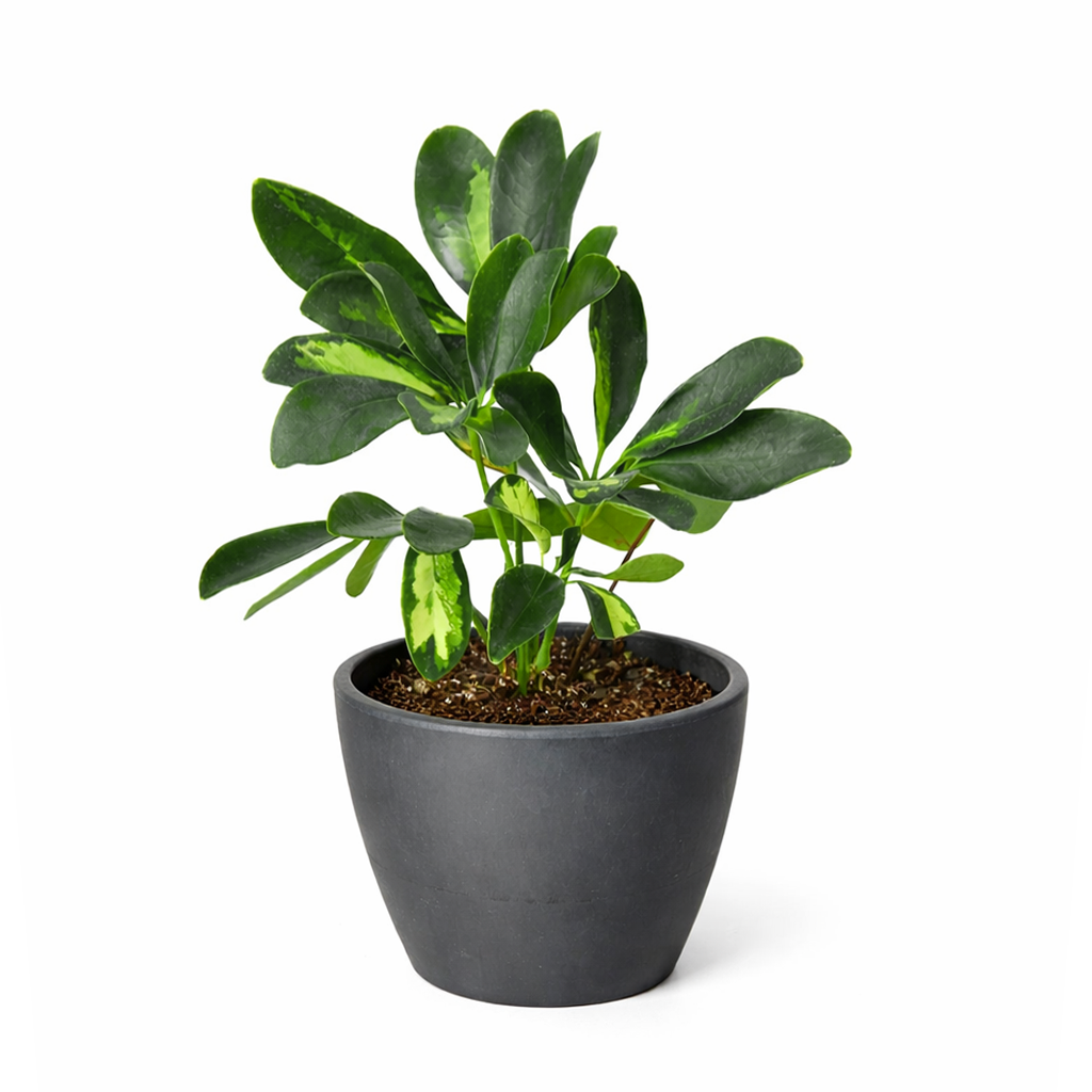 Variegated Schefflera Arboricola Dwarf Umbrella Tree Live Plant, Easy Care Indoor Tropical Plant, Air purifying variegated plants