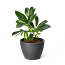 Variegated Schefflera Arboricola Dwarf Umbrella Tree Live Plant, Easy Care Indoor Tropical Plant, Air purifying variegated plants