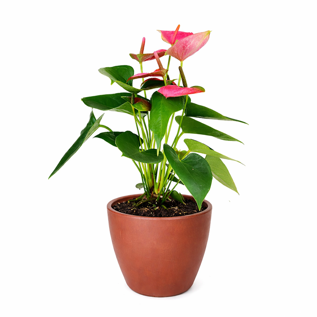 Anthurium Pink, Anthurium Flowers, Flowering Houseplants, Colorful Flowering Houseplants, Indoor Houseplants, Air Purifying Houseplant, Best Plants for Beginners, Easy Care Houseplant, Anthurium Plant Care Guide