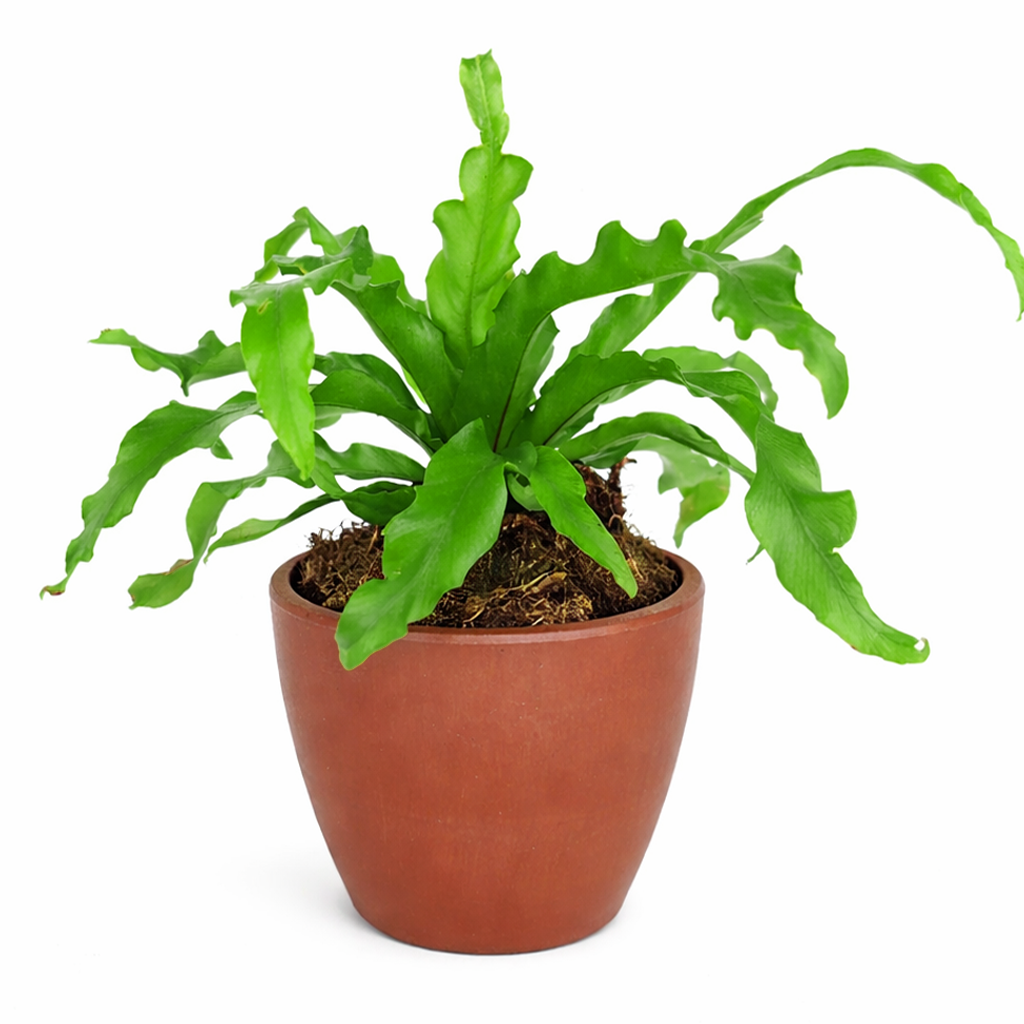 bird's nest fern light, bird's nest fern plant, bird's nest fern types, bird's nest fern outdoors, bird's nest fern for sale, care for bird's nest fern