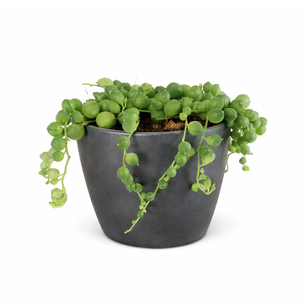 String Of Pearls Senecio Rowleyanus, holiday decoration, gifts for plant lovers 2025, xmas gift ideas, buy succulents online